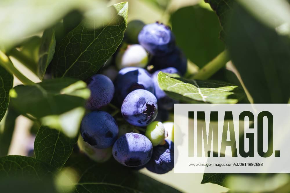 Reifende Bio Blaubeeren an einem heißen Sommertag in Stanley, Victoria, Australien, Ozeanien Organic blueberries ripening on a hot summer s day in Stanley, Victoria, Australia, Oceania