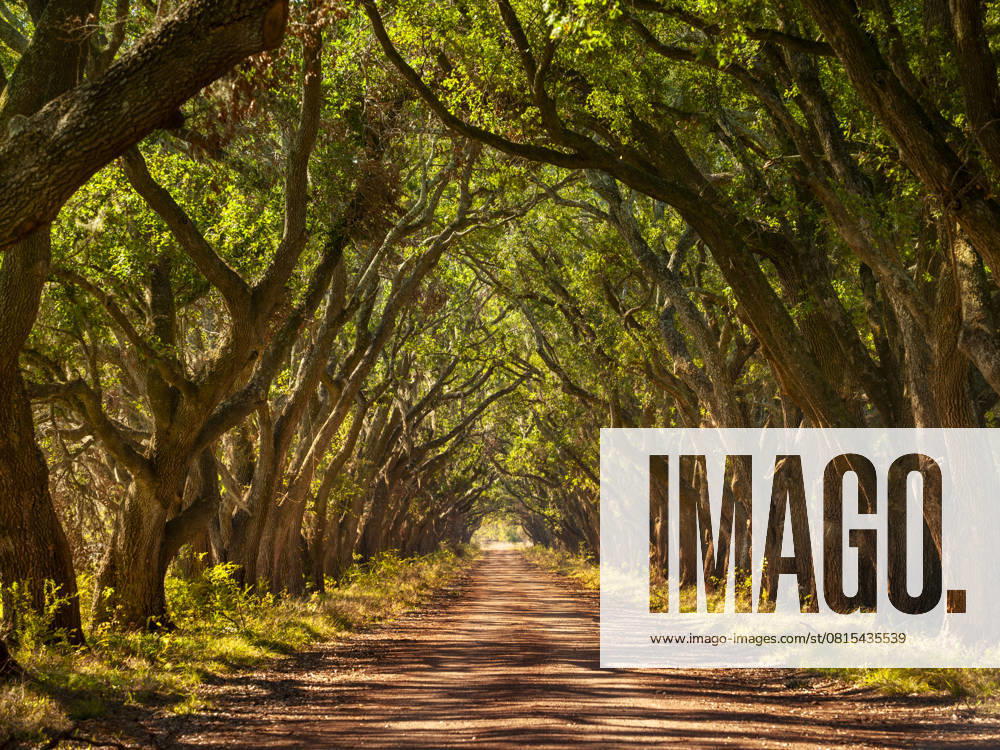 Louisiana oak tree alley with dirt road United States, Louisiana, New Orleans R_KSWG250428-1713358-01