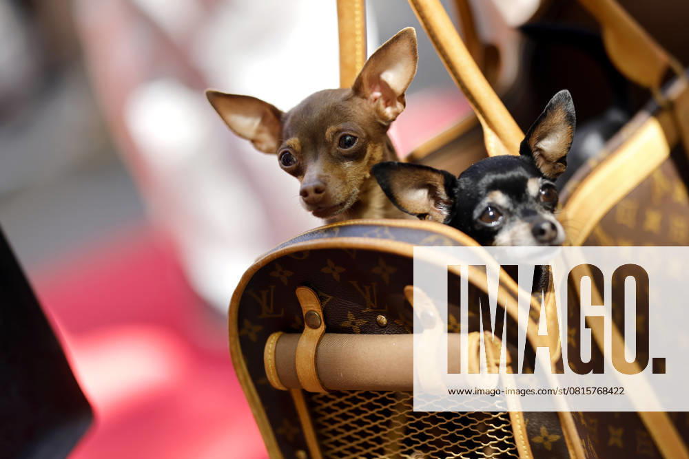 Two Chihuahua dogs in a Louis Vuitton bag at the BILD Renntag 2025 at the Gelsenkirchen trotting track Gelsenkirchen, 01 05 2025 NRW Germany