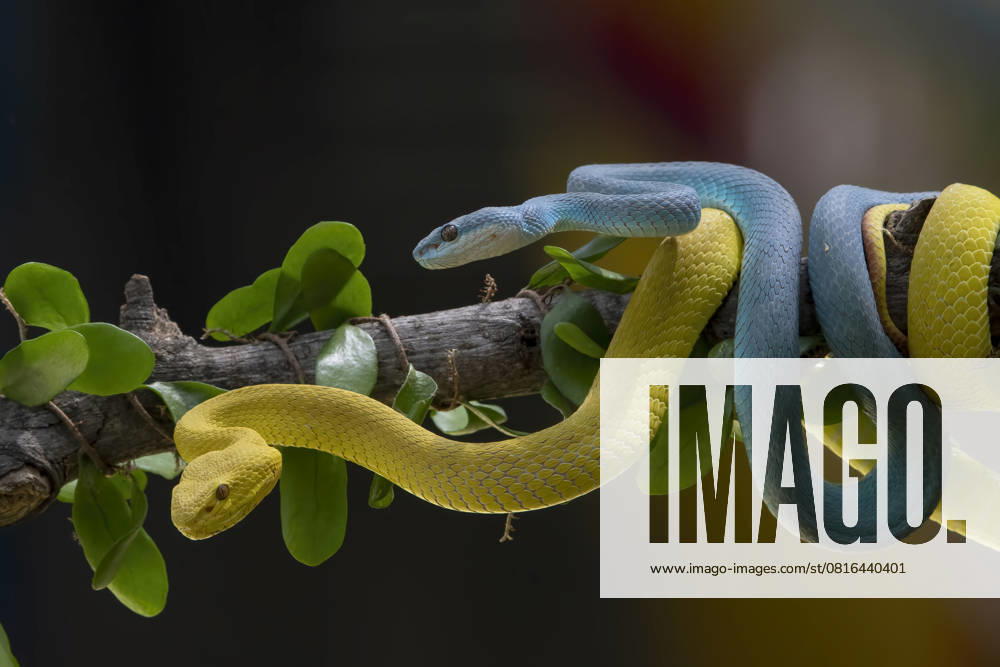 Yellow and blue viper coiled each other around a tree Jakarta, Jakarta, Indonesia CR_DIOE250502-1716784-01