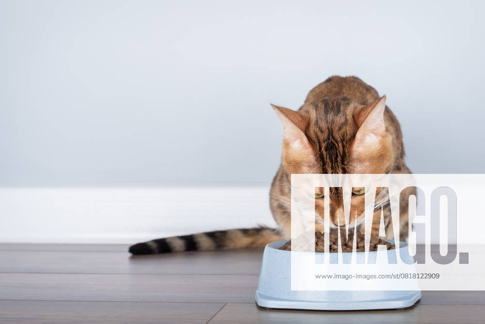 Bengalkatze frisst Trockenfutter aus einem Napf. Cute Bengal cat eats dry food from a bowl with appetite against the background of a minimalist interior. Advertising background of cat food, copy space. (License=RF)