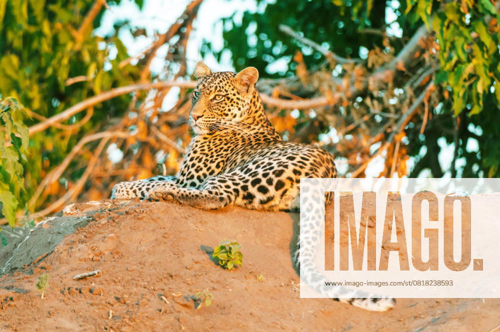 Leopard, Panther, Panter Panthera pardus , is in the evening at a Earth mound and monitored the Surroundings, Rear view, Botswana, Mashatu Game Reserve Leopard Panthera pardus , Lies ON a mound in The evening and observing The surroundings, Rear view, Botswana, Mashatu Game Reserve BLWS728245