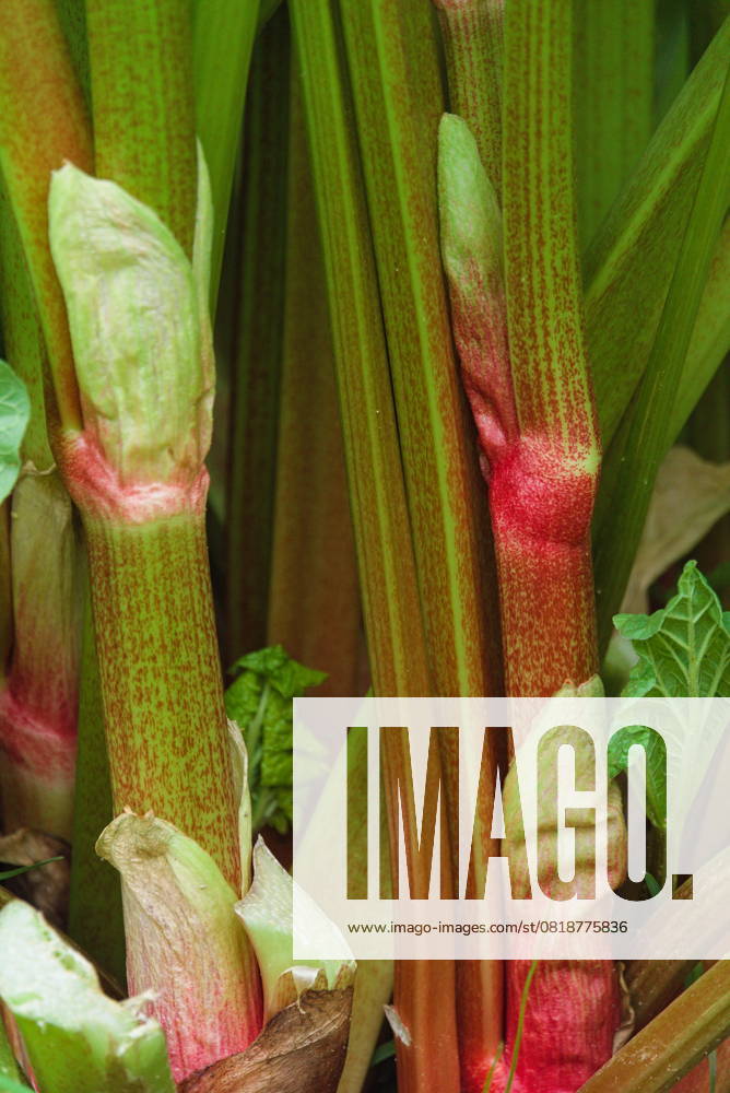 Rhabarberstängel and Outgrowth from Vegetables Close-up Rhubarb 1077406018