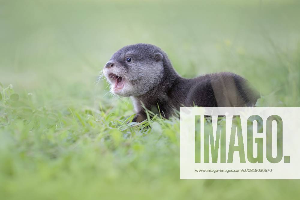 Fischotter (Lutra lutra) verspieltes Jungtier in Wiese, Kastilien-La Mancha, Spanien, Europa Eurasian Otter (Lutra lutra) cute little young in meadow, Castile-La Mancha, Spain, Europe