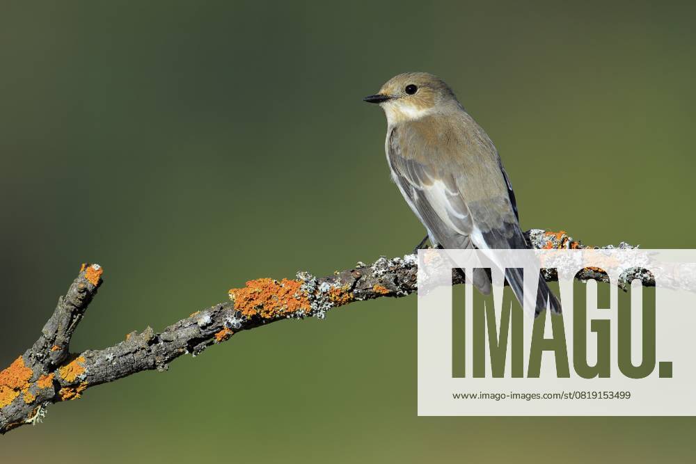 Trauerschnäpper (Ficedula hypoleuca) Weibchen, Andalusien, Spanien, Europa European Pied Flycatcher (Ficedula hypoleuca) female, Andalusia, Spain, Europe