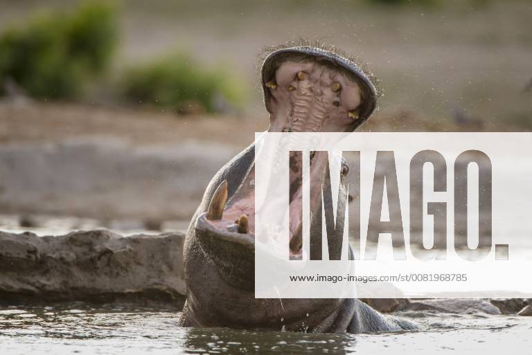 Hippopotamus hippopotamus amphibius with open mouth in the water threat Savuti, Chobe National Park Chobe district Botswana Africa