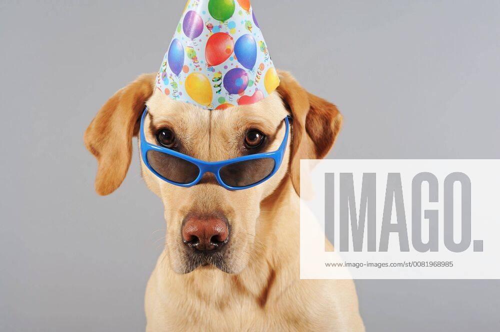 Labrador Retriever yellow dog wears glasses and hat