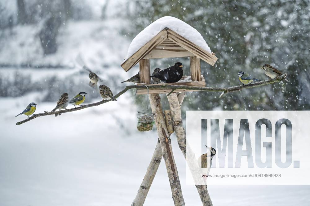 Spatzen, Meisen, Amsel und ein Specht an einem Vogelfutterhaus im Schnee, Winterfütterung für Wildvögel im Garten, Kopierraum, gewählter Fokus, enge Tiefenschärfe Sparrows, tits, blackbird and a woodpecker at a bird feeder house in the snow, winter feeding for wild birds in the garden, copy space, selected focus, narrow depth of field