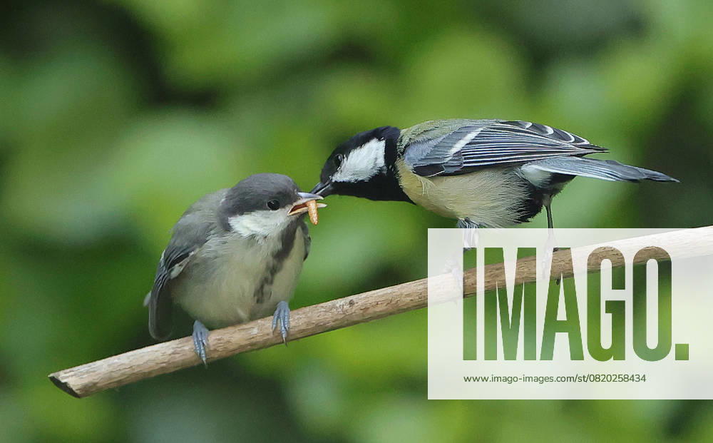 wildlife in the garden Munich, in the picture great tit baby feeding
