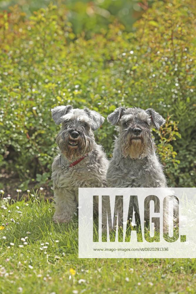 Zwergschnauzer Miniature Schnauzer