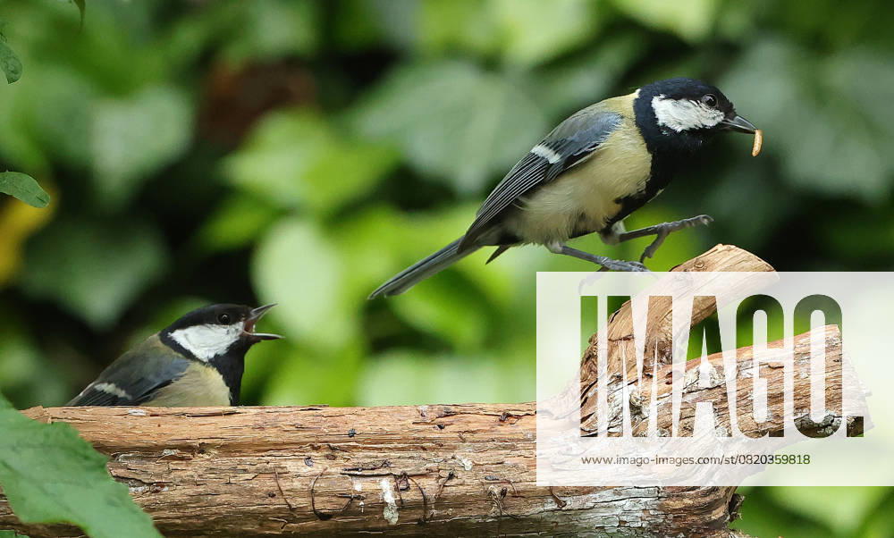 Wildlife in the Munich garden, in the picture great tits feeding