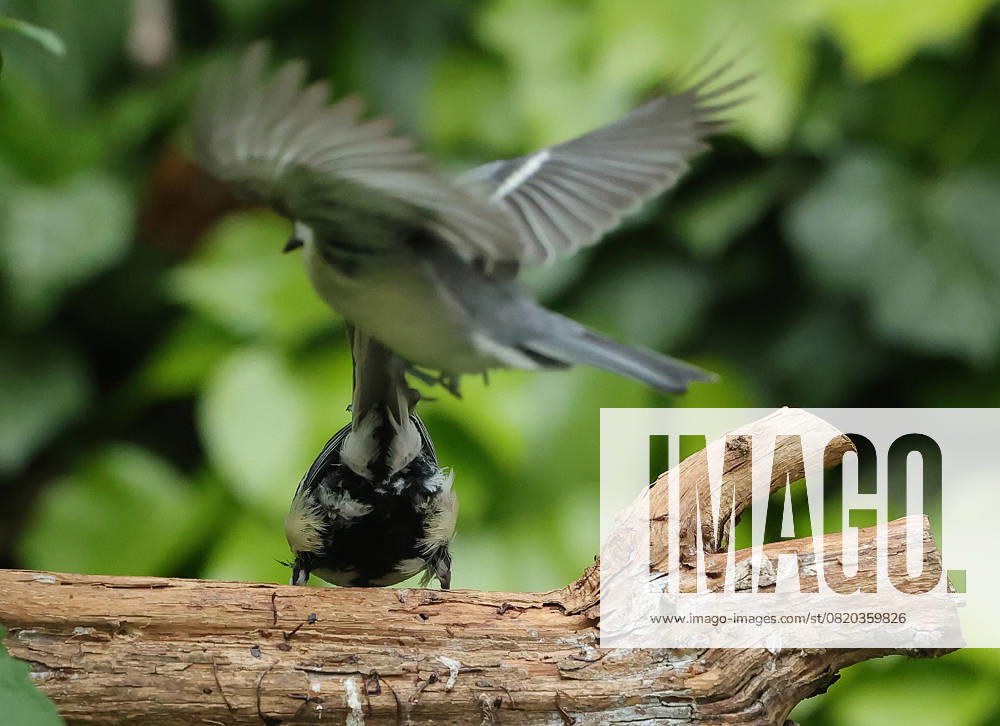 wildlife in the garden Munich, in the picture great tits fighting