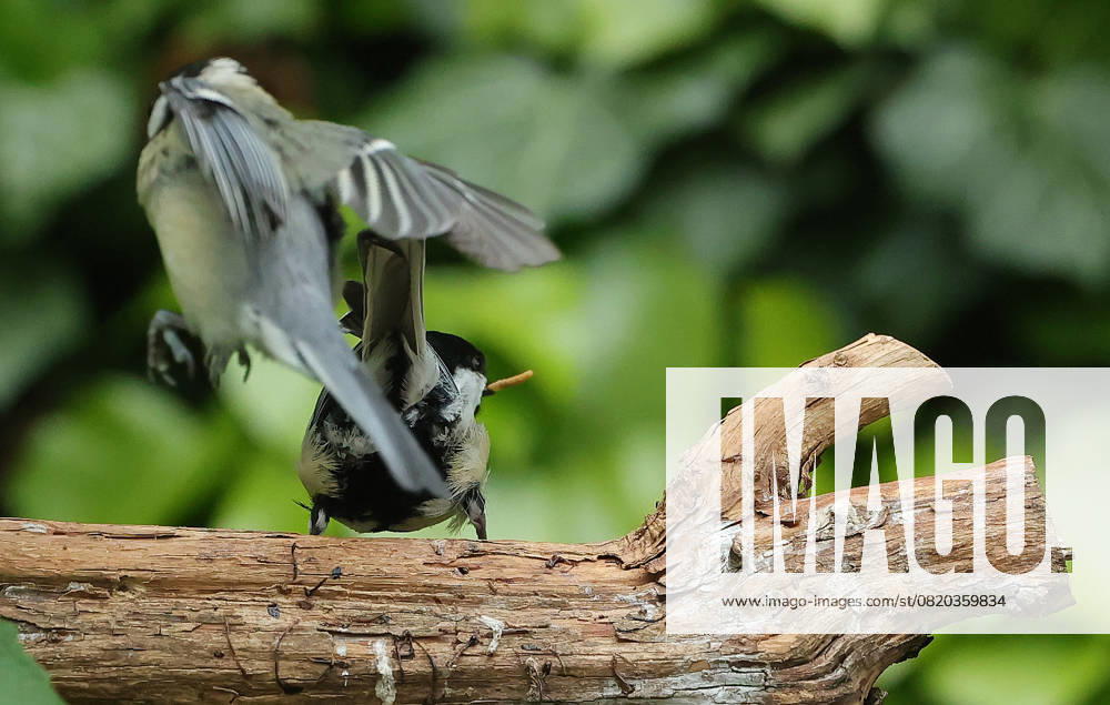 wildlife in the garden Munich, in the picture great tits fighting