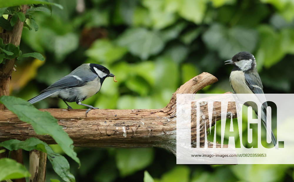 wildlife in the garden Munich, in the picture great tits before the fight