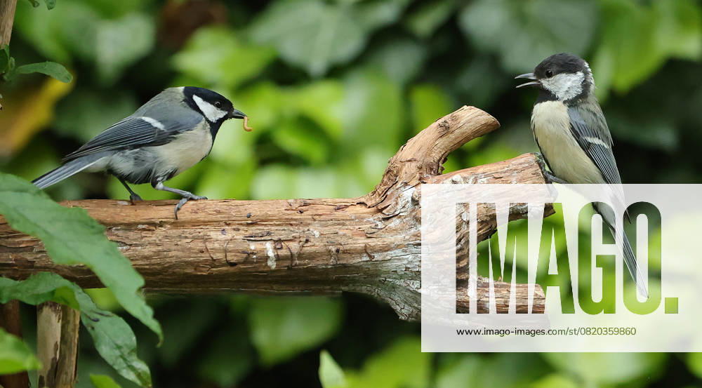wildlife in the garden Munich, in the picture great tits before the fight