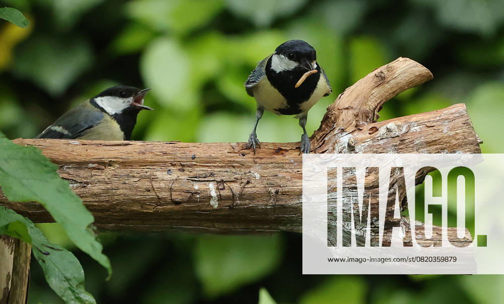 Wildlife in the Munich garden, in the picture great tits before feeding