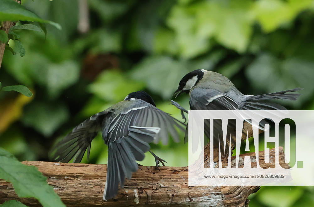 wildlife in the garden Munich, in the picture great tits fighting