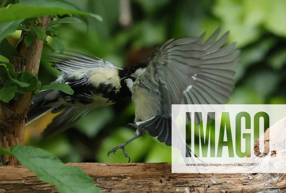 wildlife in the garden Munich, in the picture great tits fighting
