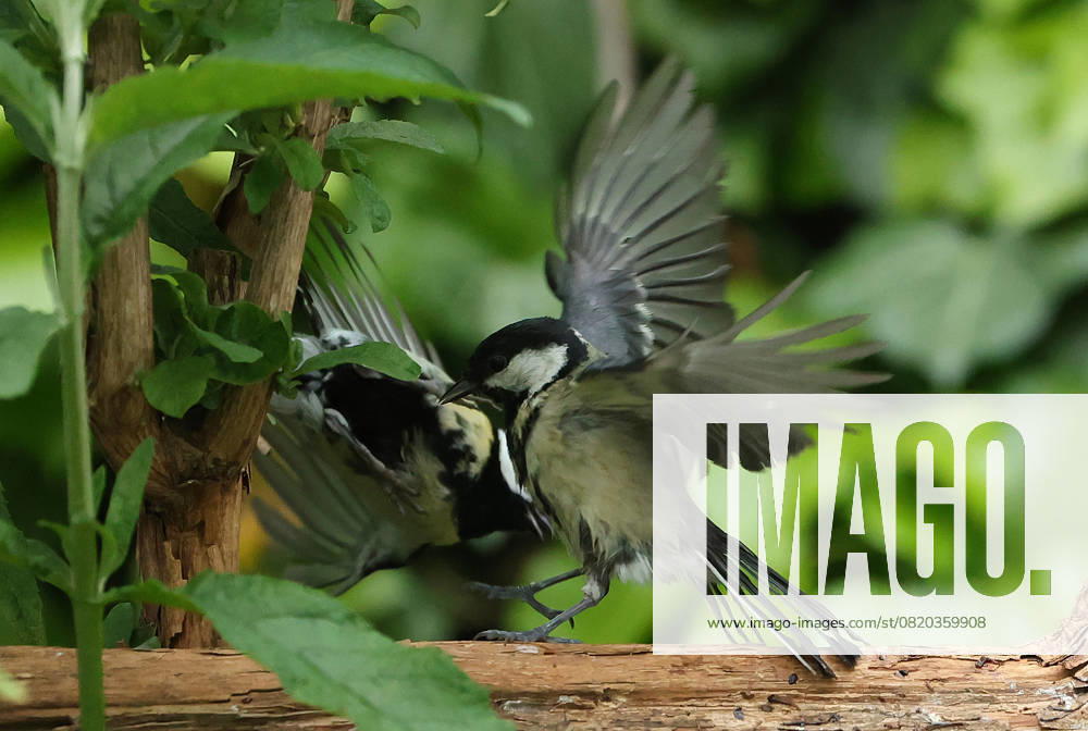 wildlife in the garden Munich, in the picture great tits fighting
