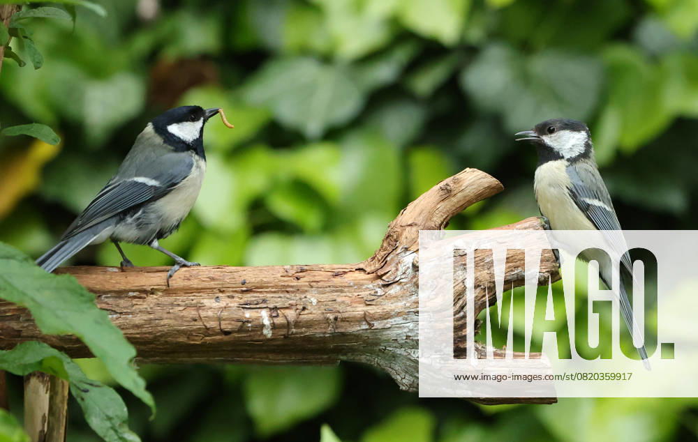 wildlife in the garden Munich, in the picture great tits before the fight