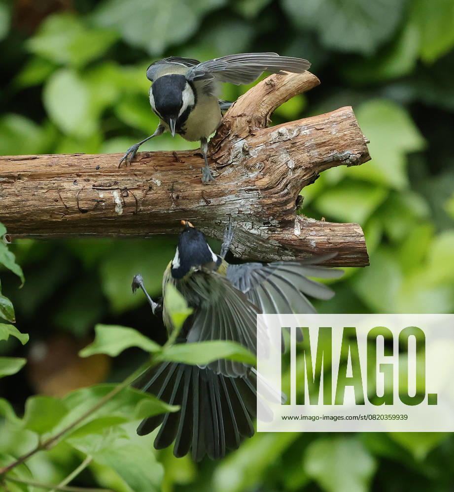 wildlife in the garden Munich, in the picture great tits fighting