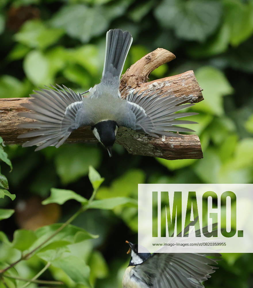 wildlife in the garden Munich, in the picture great tits fighting