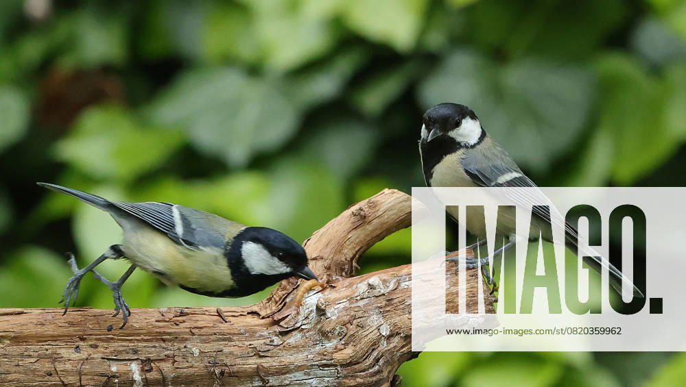 Wildlife in the garden Munich, in the picture great tits