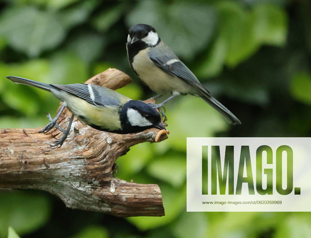 Wildlife in the garden Munich, in the picture great tits