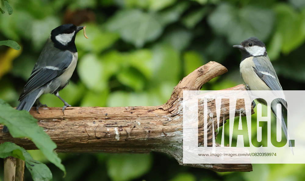 Wildlife in the garden Munich, in the picture great tits