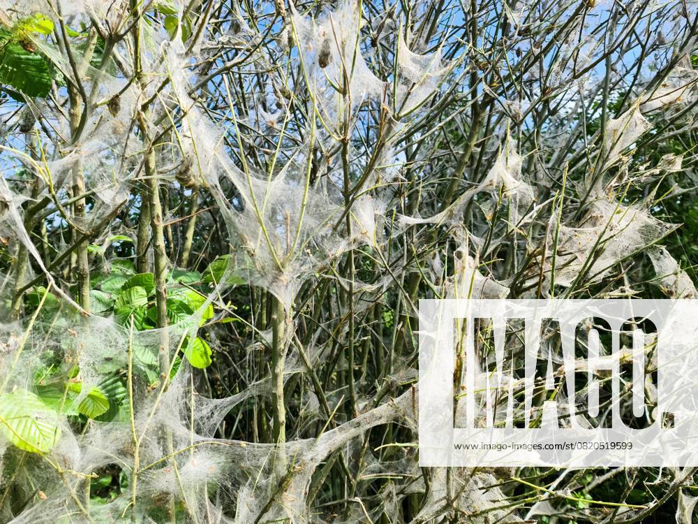 Great Whites Gespinste the Caterpillars of Oak processionary moth, the the Branches the Trees Covering and a Danger for the Trees and the Human Health represent 1127160573