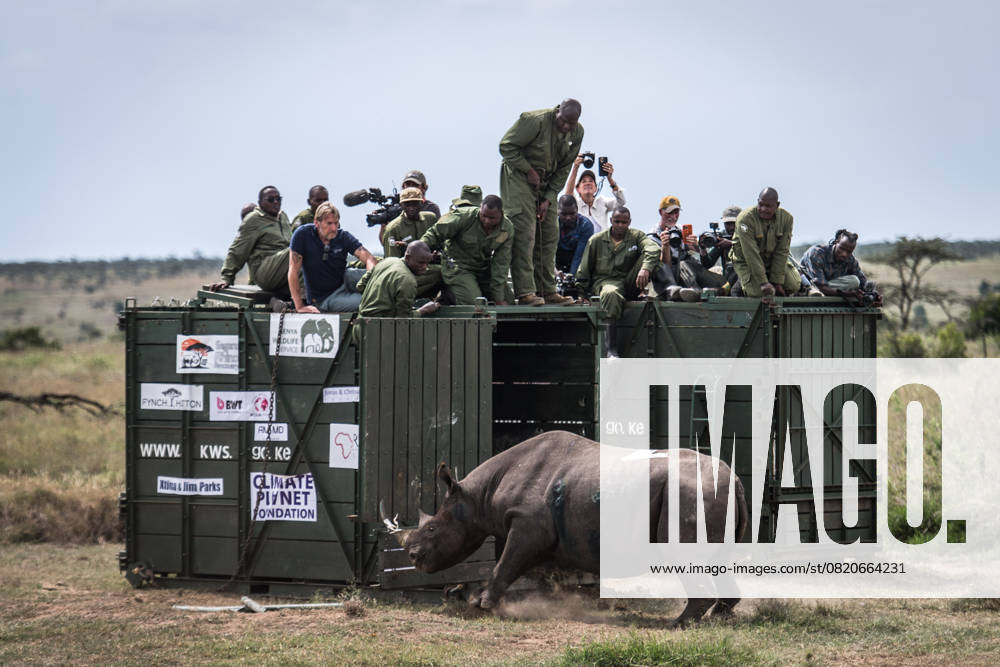 KW21 (250525) -- LAIKIPIA, May 25, 2025 -- Members of the Kenya Wildlife Service (KWS) release a relocated black rhino at Segera Conservancy in Laikipia, Kenya, on May 24, 2025. ) KENYA-LAIKIPIA-BLACK RHINO-TRANSLOCATION WangxGuansen