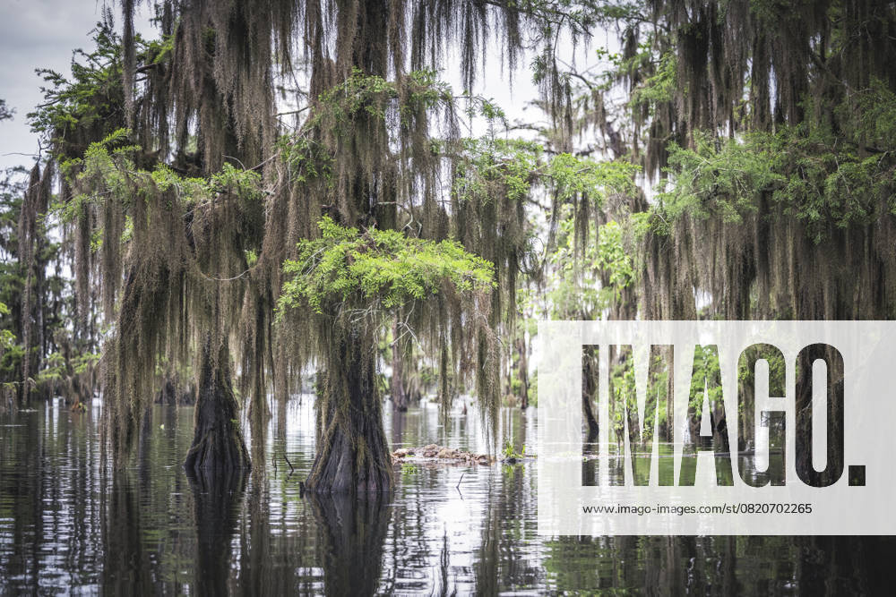 Foggy Cypress Trees at Sunrise Lake View, Louisiana, United States R_NEAN250521A-1734276-01