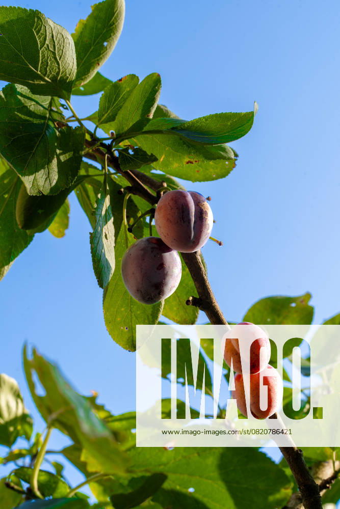 IMAGO Creative, Jahreszeit Sommer, Food, Pflaume delicious ripe plums hanging from a tree Putten, Gelderland, Netherlands R_NKYL250526-1743876-01