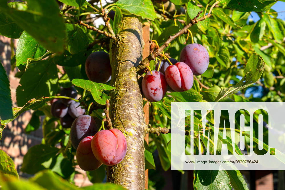 IMAGO Creative, Jahreszeit Sommer, Food, Pflaume Ripe plums hanging from a tree Putten, Gelderland, Netherlands R_NKYL250526-1743880-01