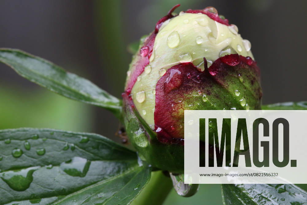 Rainy Morning In Toronto, Canada Raindrops rest on the bud of a peony flower after the first thunderstorm of the season in Toronto, Ontario, Canada, on June 5, 2025 Toronto Ontario Canada