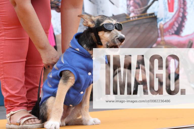 Spain: Pet contest pet contest at the arona carnival where puppies wear their best costumes. Arona tenerife Spain MercedesxMenendez