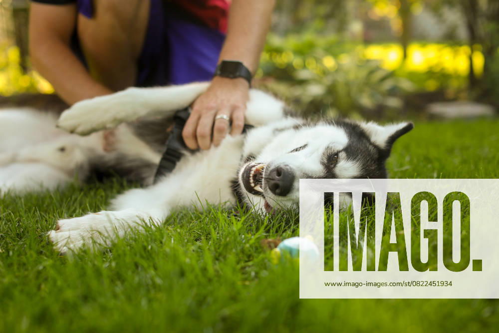Siberian husky enjoys belly rub while lying on green grass Bloomington, Minnesota, United States R_DMBV250616C-1763905-01