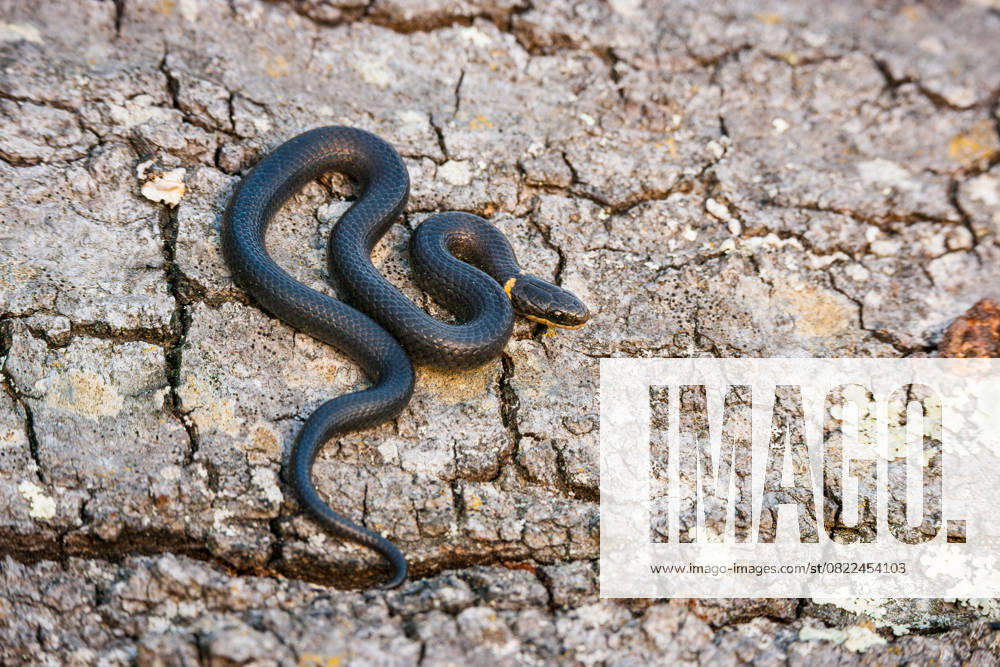 A small ring-necked snake showcasing its colorful ringed neck Hamilton Township, New Jersey, United States R_VAWG250617-1770405-01
