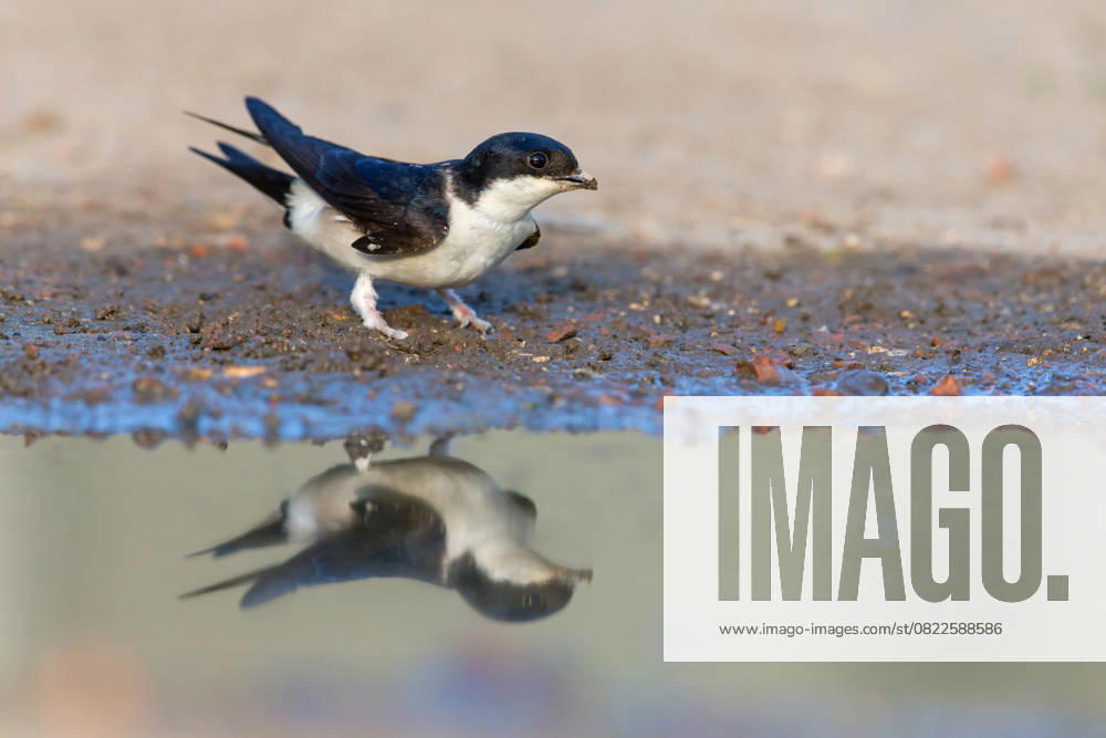 House martin, Delichon urbica , animals, birds, swallows, seeks nesting material, mud, clay, grasses, twigs, McPMAS McPMAS