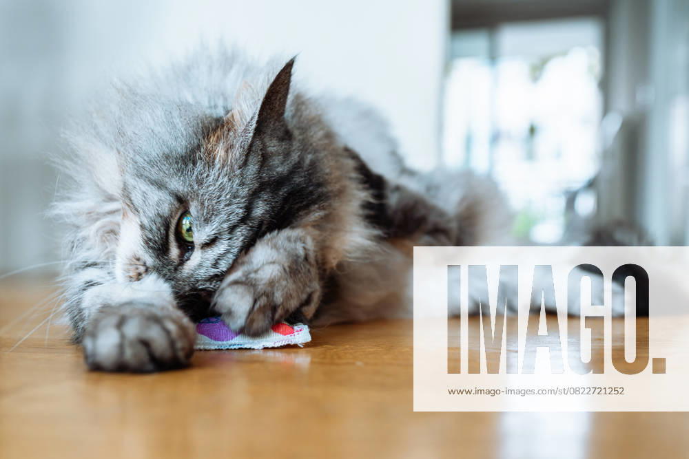 Katze spielt mit Stimulationskissen mit Baldrian Katze spielt mit Stimulationskissen mit Baldrian (License=RF)