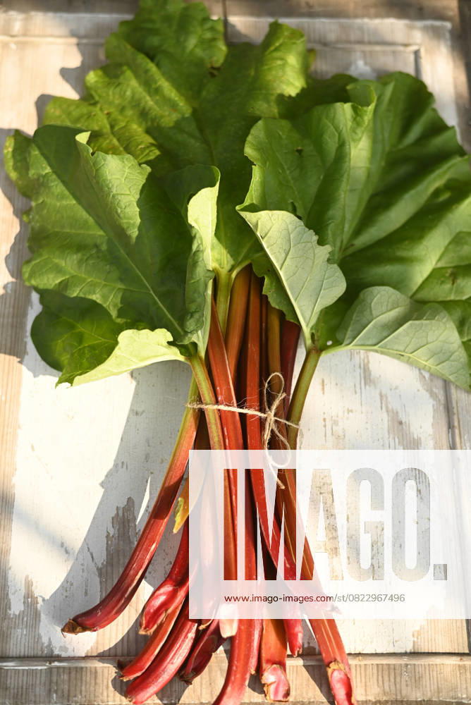 Bunch of fresh rhubarb with large green leaves, Hamburg Hamburg Deutschland Altes Land GISF01200