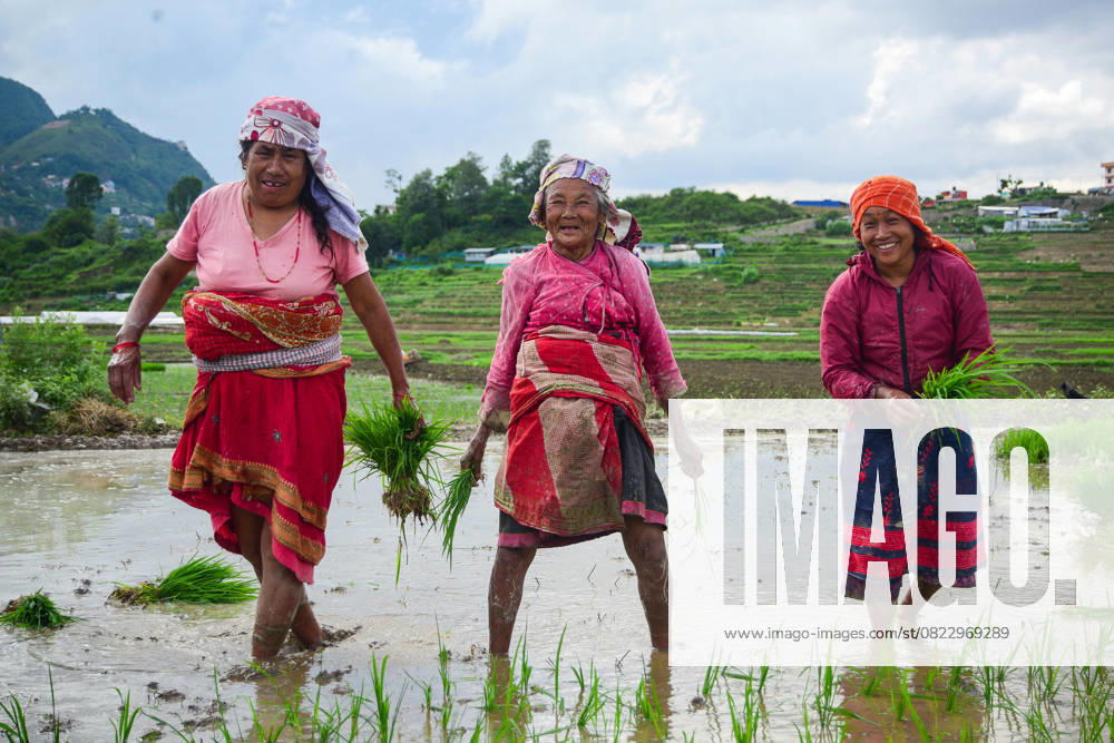 Farmers share a smile while planting paddy ahead of Asar 15, in Bungamati, Lalitpur. Asar 15, celebrated as National Paddy Day in Nepal, marks the traditional start of monsoon rice transplantation. Kathmandu Nepal - ZUMAs330 20250623_zsp_s330_008