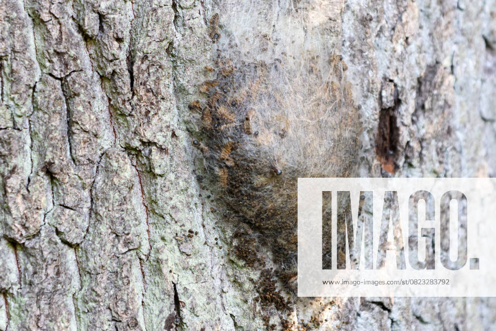 Nest of the oak processionary moth on tree bark DEU, Germany, Hamburg A clearly recognizable nest of the oak processionary moth clings to the bark of a tree The webs contain numerous caterpillars and their harmful stinging hairs Contact with the hairs can lead to allergic reactions, skin rashes and respiratory problems in humans Hamburg Hambur