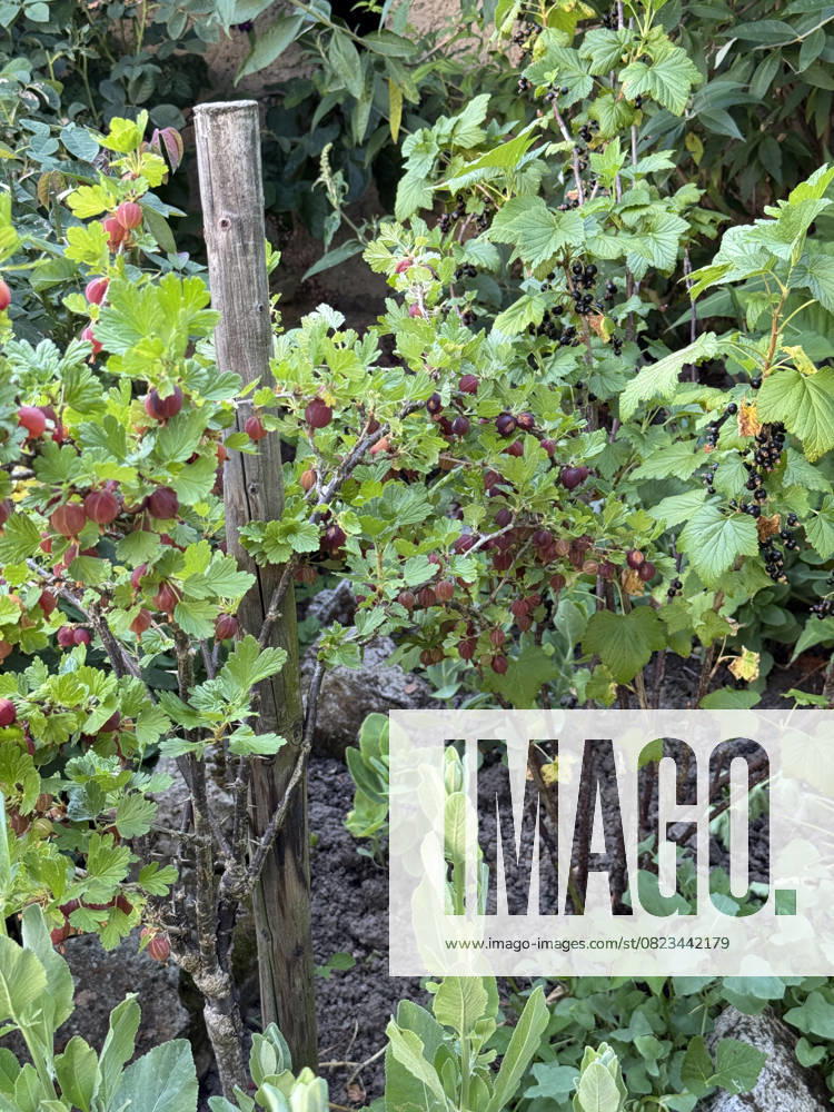 Orchard with Tyres Red Gooseberries and Black people Currants 1088819518