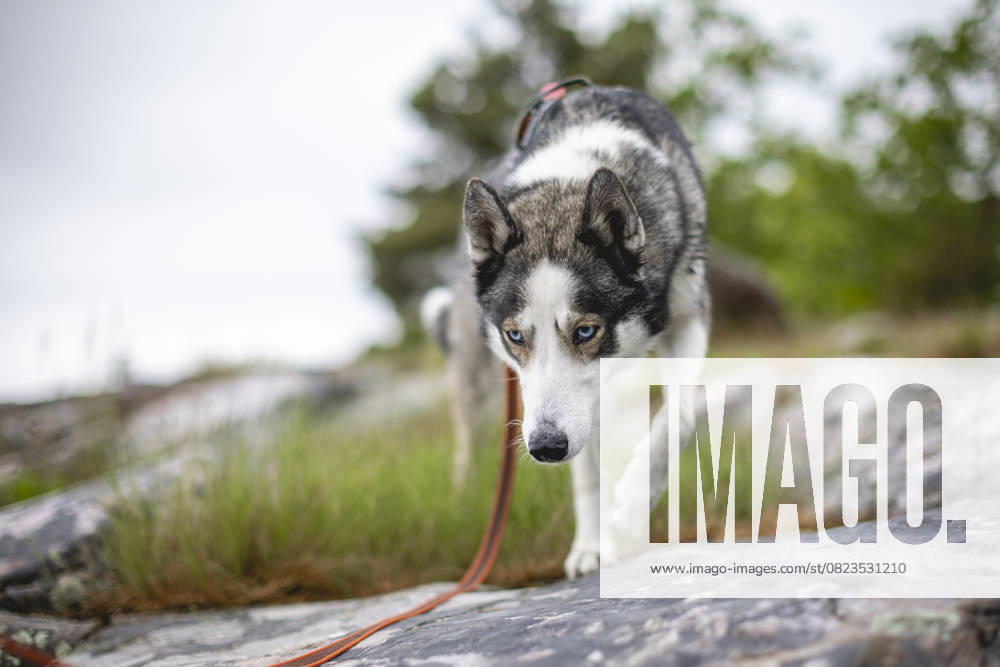Symbolic picture on the subject of vacation with a dog A husky walks on a drag line in the region around Västervik, 06 06 2025 Västervik Sweden