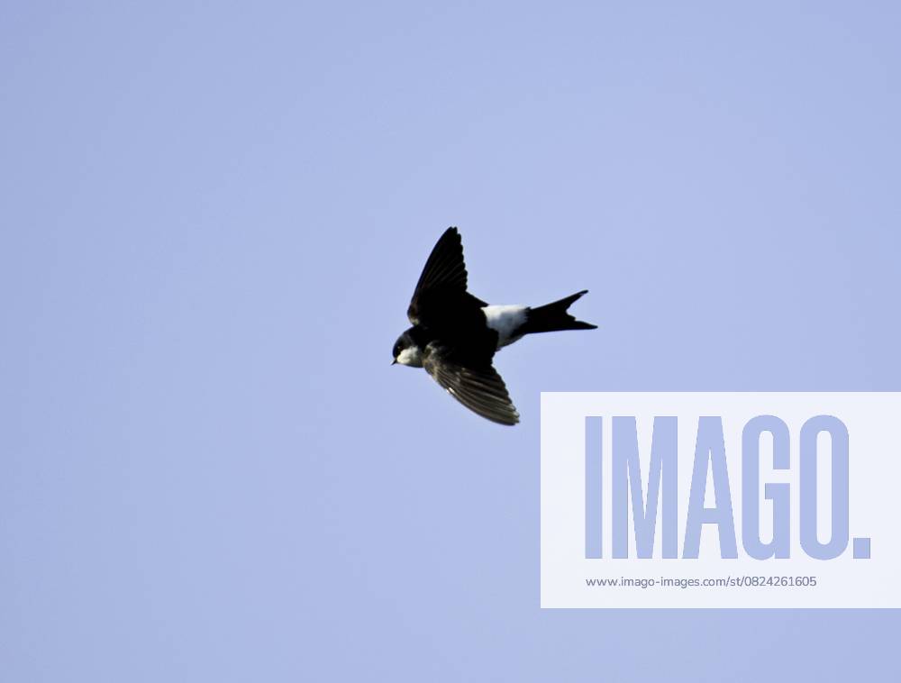 Mehlschwalben (Delichon urbica) House martins (Delichon urbica)