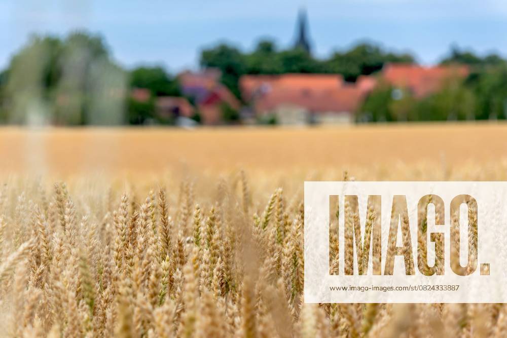 View of a wheat field between Minsleben and Silstedt in the district of Harz in Saxony Anhalt In the background is the Brocken, the highest peak in Germanys northernmost low mountain range Minsleben Saxony Anhalt Germany