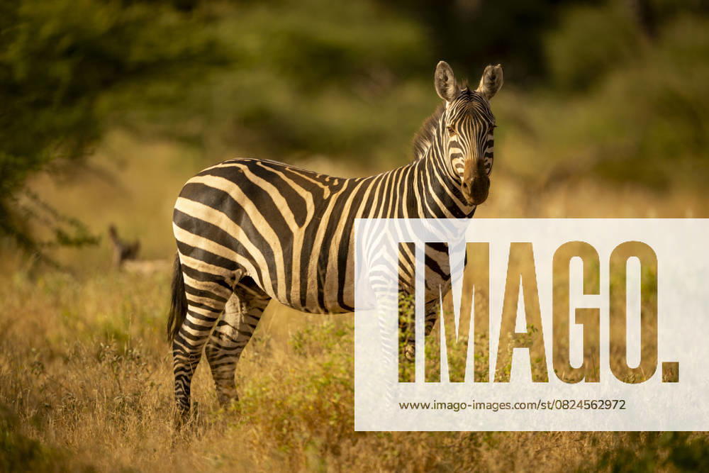 Plains zebra stands watching camera in clearing Zebra standing in a golden grass field with blurred green trees in the background. Taita-Taveta, Kenya Ngolia Taita-Taveta Kenya daic05934