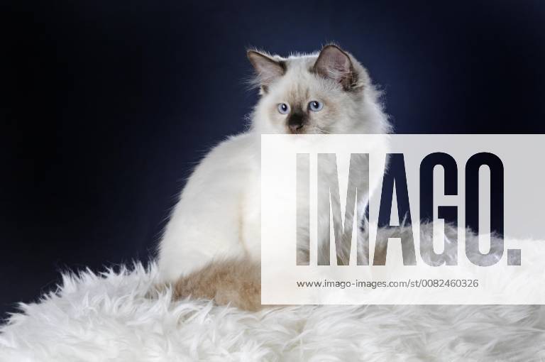 Ragdoll young cat