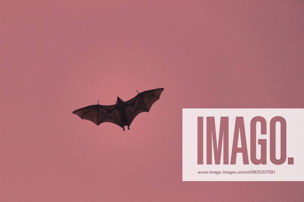 Schreckliche schreckliche Fledermaus Silhouette im Himmel im Flug. Nacht beängstigend Vampir in Form von Fledermaus Terrible horrible bat silhouette in sky in flight. Night scary vampire in form of bat